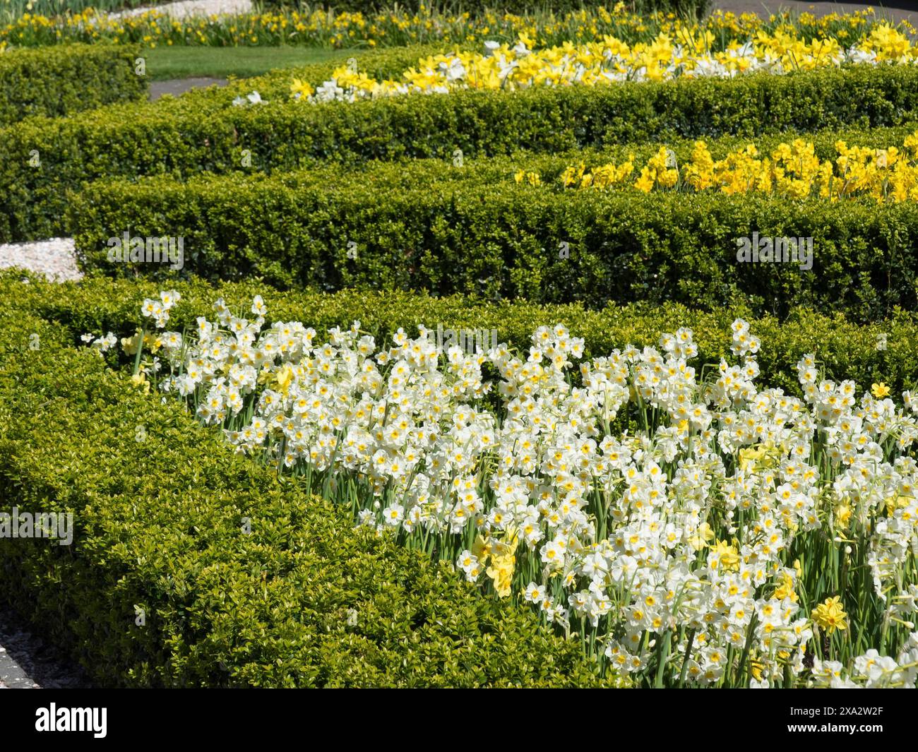Landscaped flower beds with yellow and white Poet's Daffodils ...