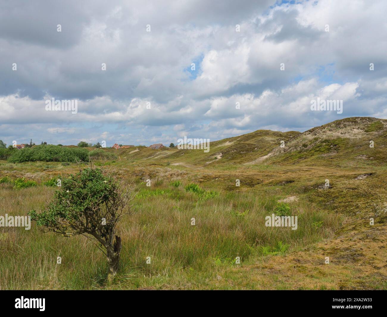 Hilly, grassy landscape with a small tree under a cloudy sky, Baltrum Germany Stock Photo