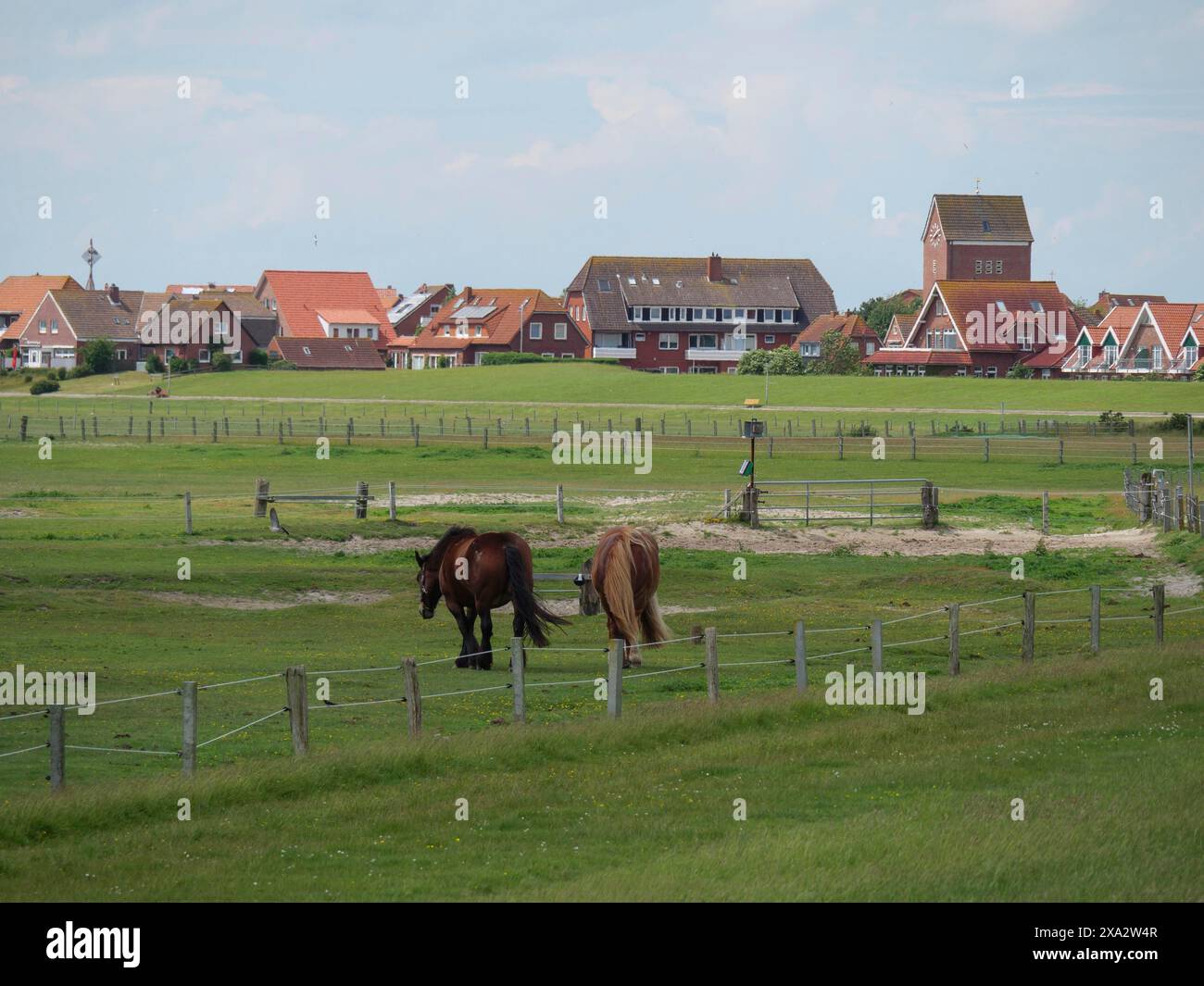 Two horses in a pasture, behind them a village view with various buildings, Baltrum Germany Stock Photo