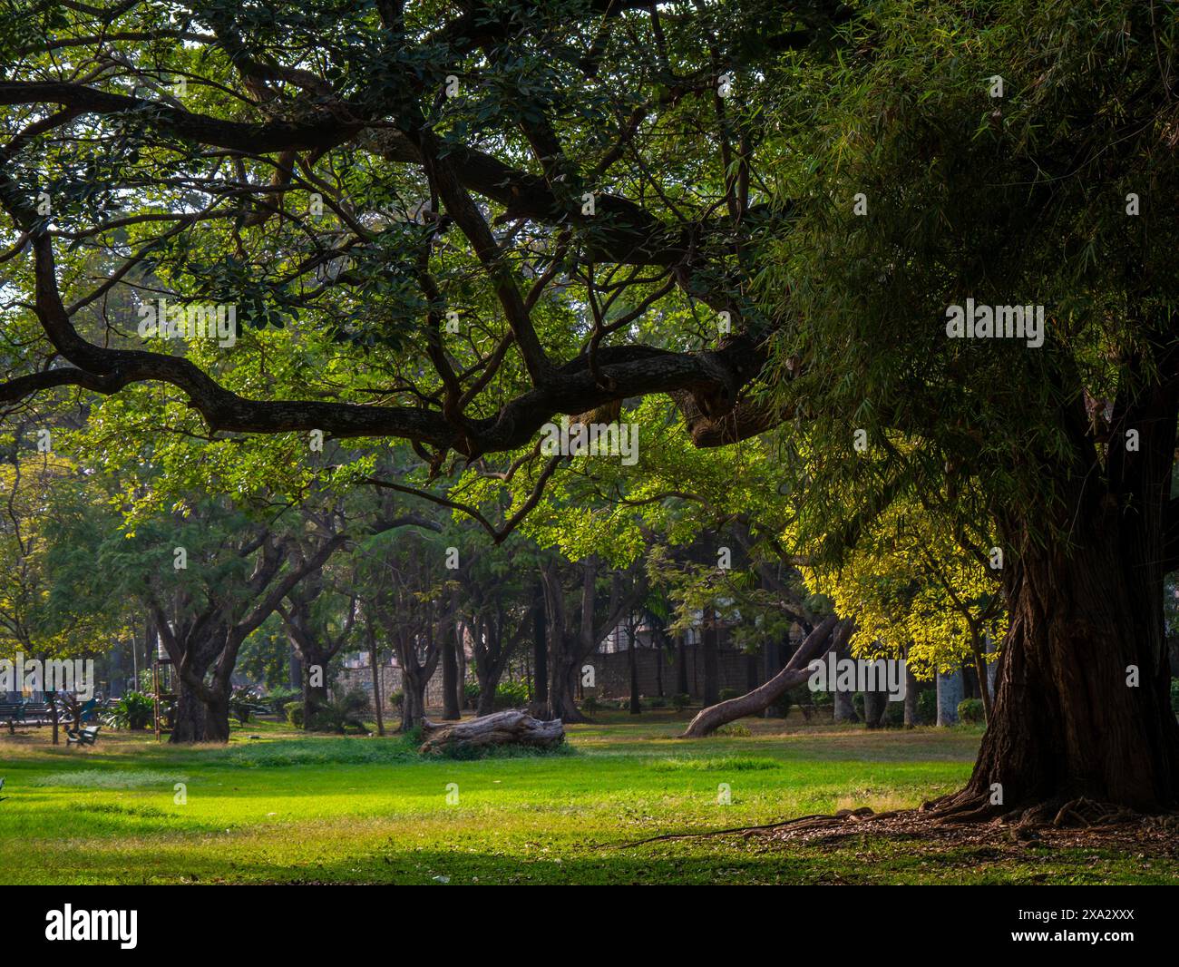 Huge trees and lush green lawn from Garden city of India, Bangalore or Bengaluru. Tourist