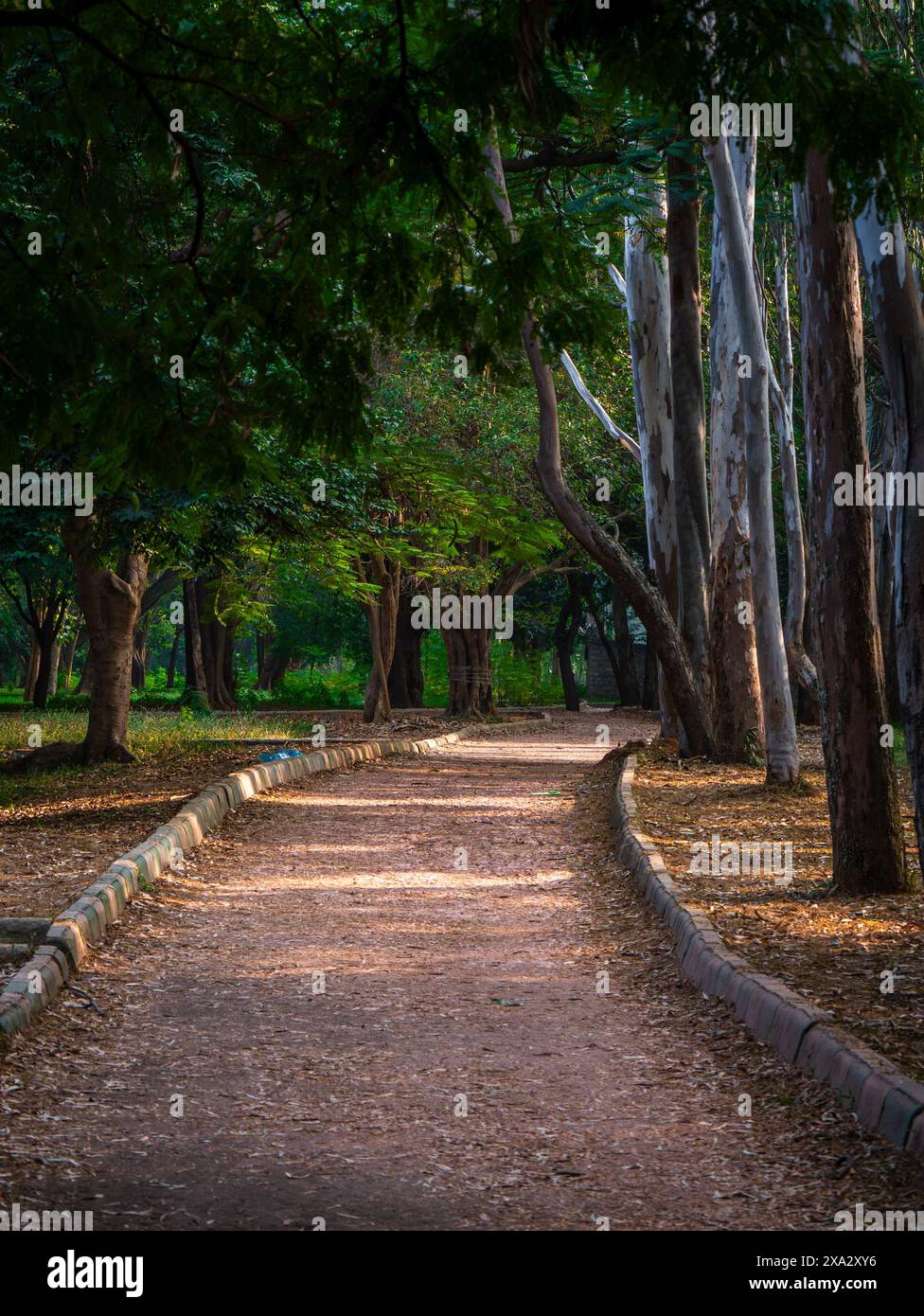 Huge trees and lush green lawn from Garden city of India, Bangalore or Bengaluru. Tourist