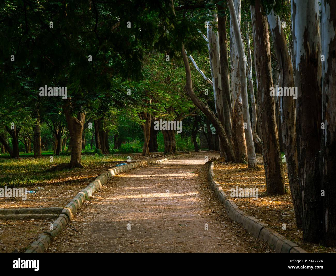Huge trees and lush green lawn from Garden city of India, Bangalore or Bengaluru. Tourist