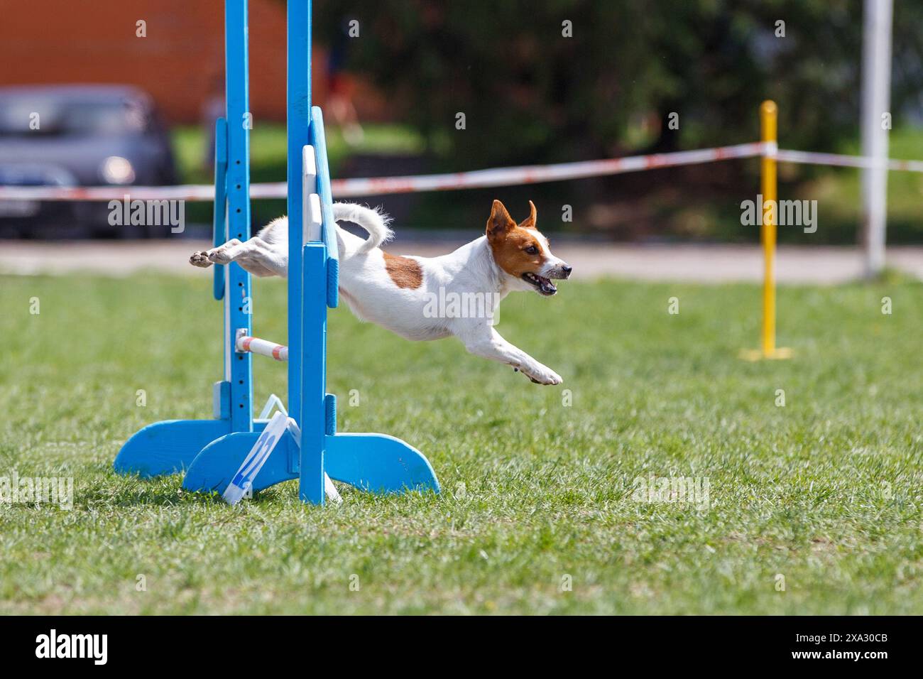 Cute brown Jack Russel terrier jumping over the hurdle on its course in dog agility event Stock Photo