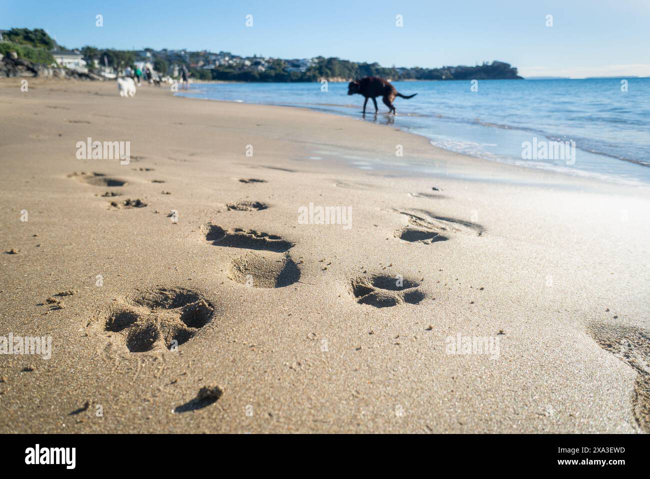 Paw prints and human footprints on the sand. Dogs and unrecognizable people walking on the beach. Milford Beach. Auckland. Stock Photo