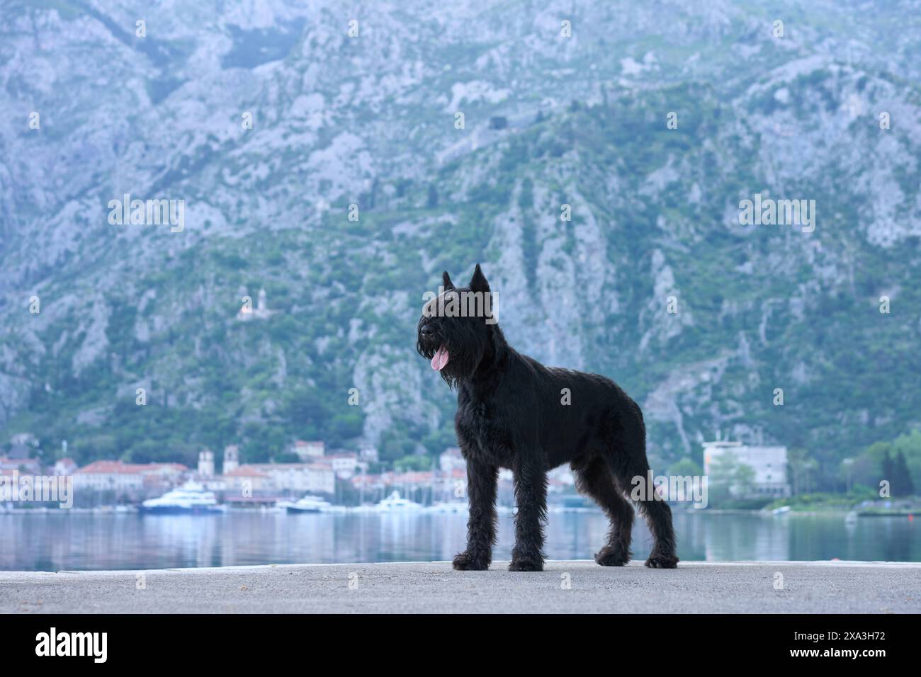 A majestic black Schnauzer stands with a mountainous coastline in the background, embodying a sense of adventure and exploration. Stock Photo