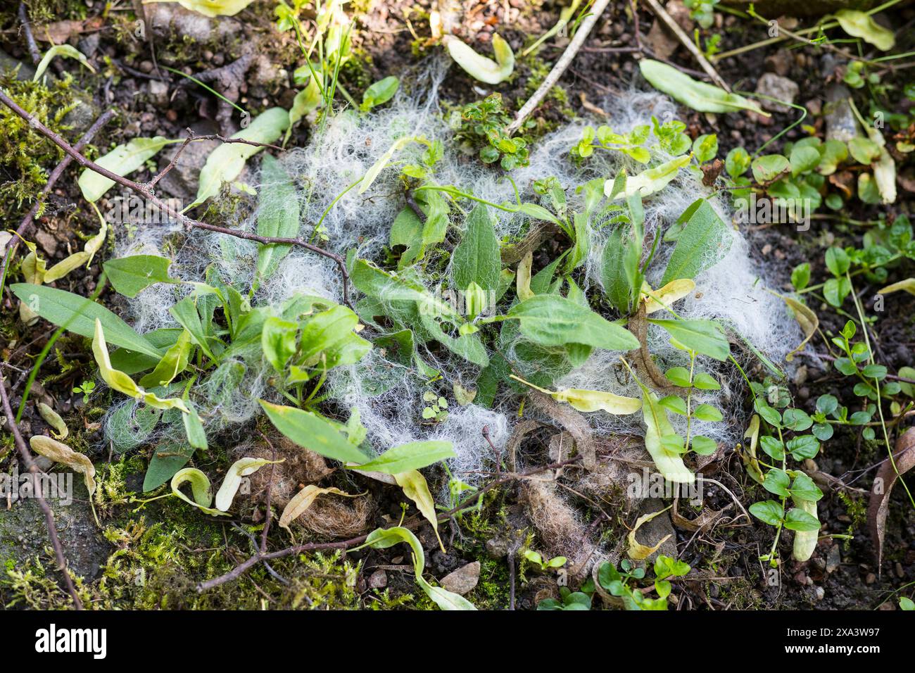 Schafwolle als Schutz gegen Schnecken, historischer Apothekergarten