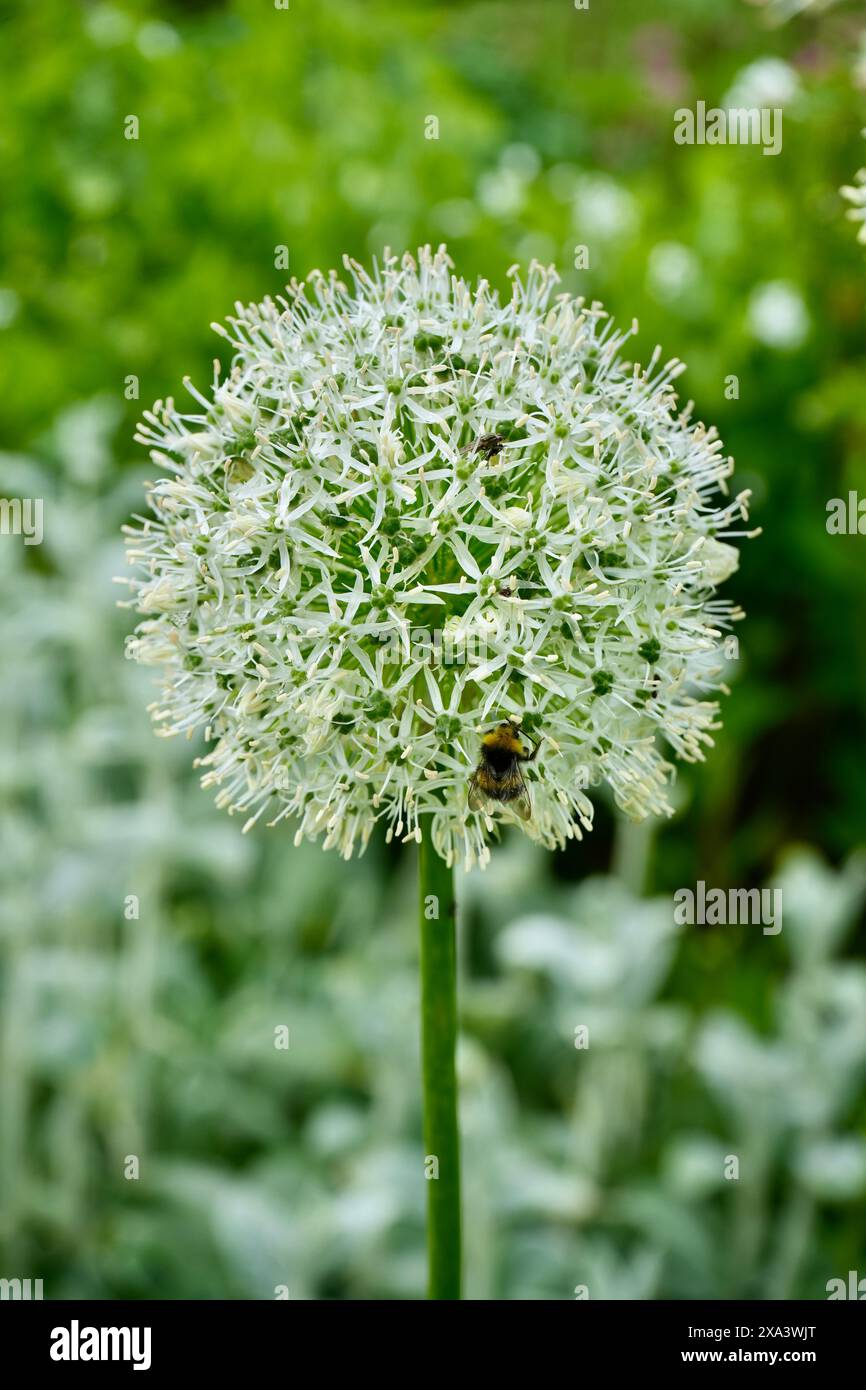 Allium cepa flower hi-res stock photography and images - Alamy