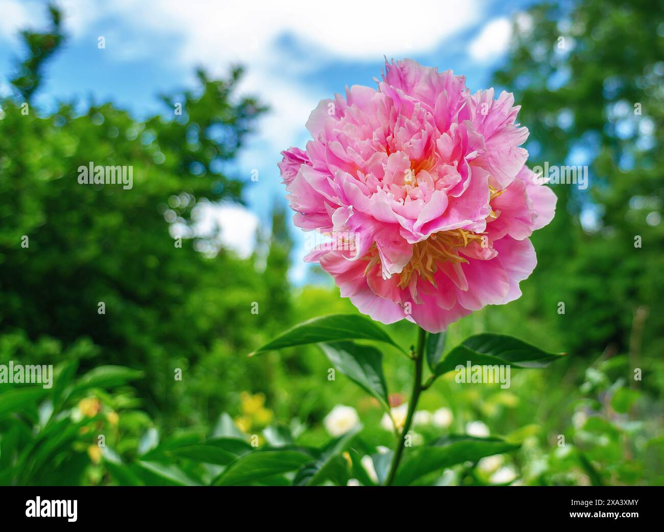 Pink peony flowers in the garden on a green bush Stock Photo - Alamy