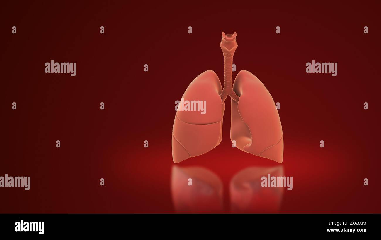 3d Lungs of the Human Respiratory System Stock Photo