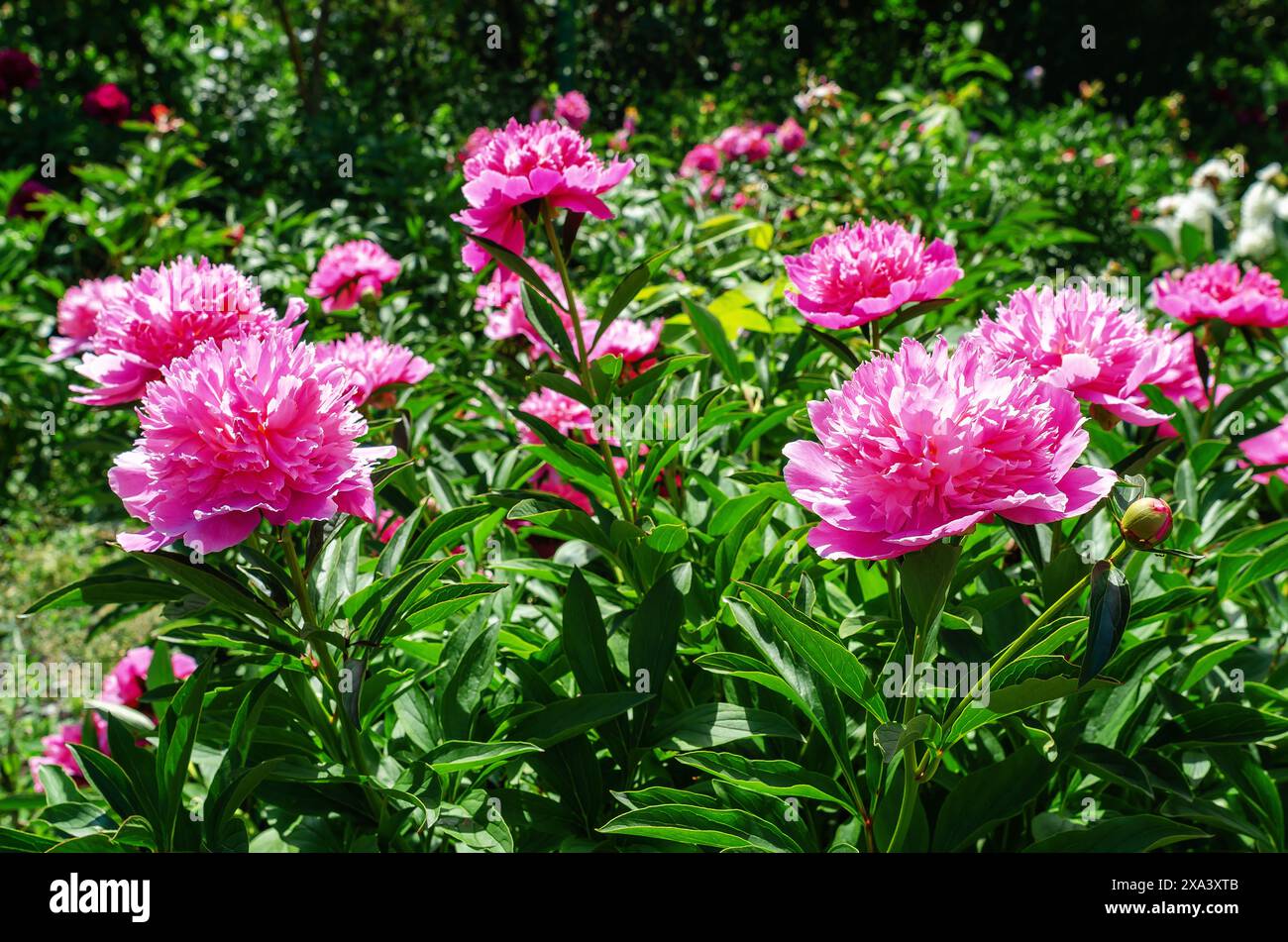 Pink peony flowers in the garden on a green bush Stock Photo - Alamy