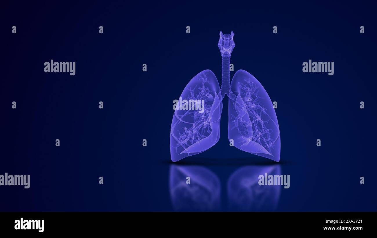 The respiratory system and the lungs Stock Photo