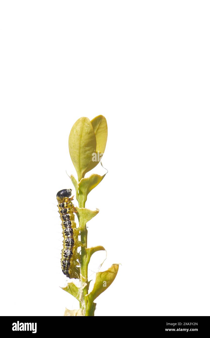 Europe insects Cut Out Stock Images & Pictures - Alamy
