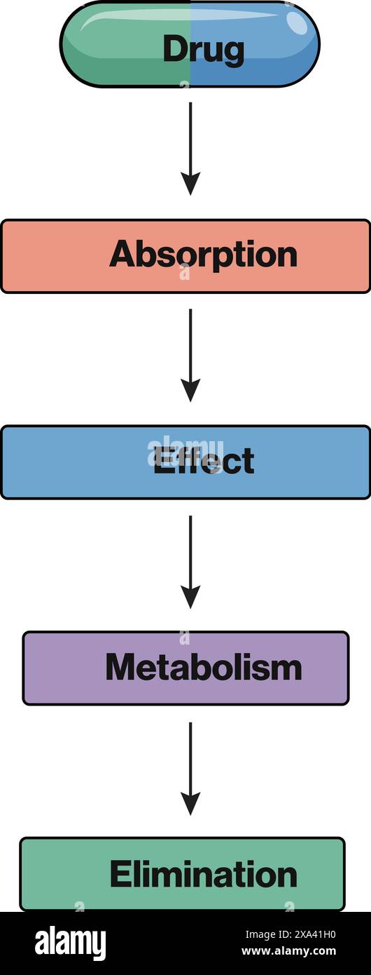 Detailed Vector Illustration of Drug Action Pathway Flow Chart for ...