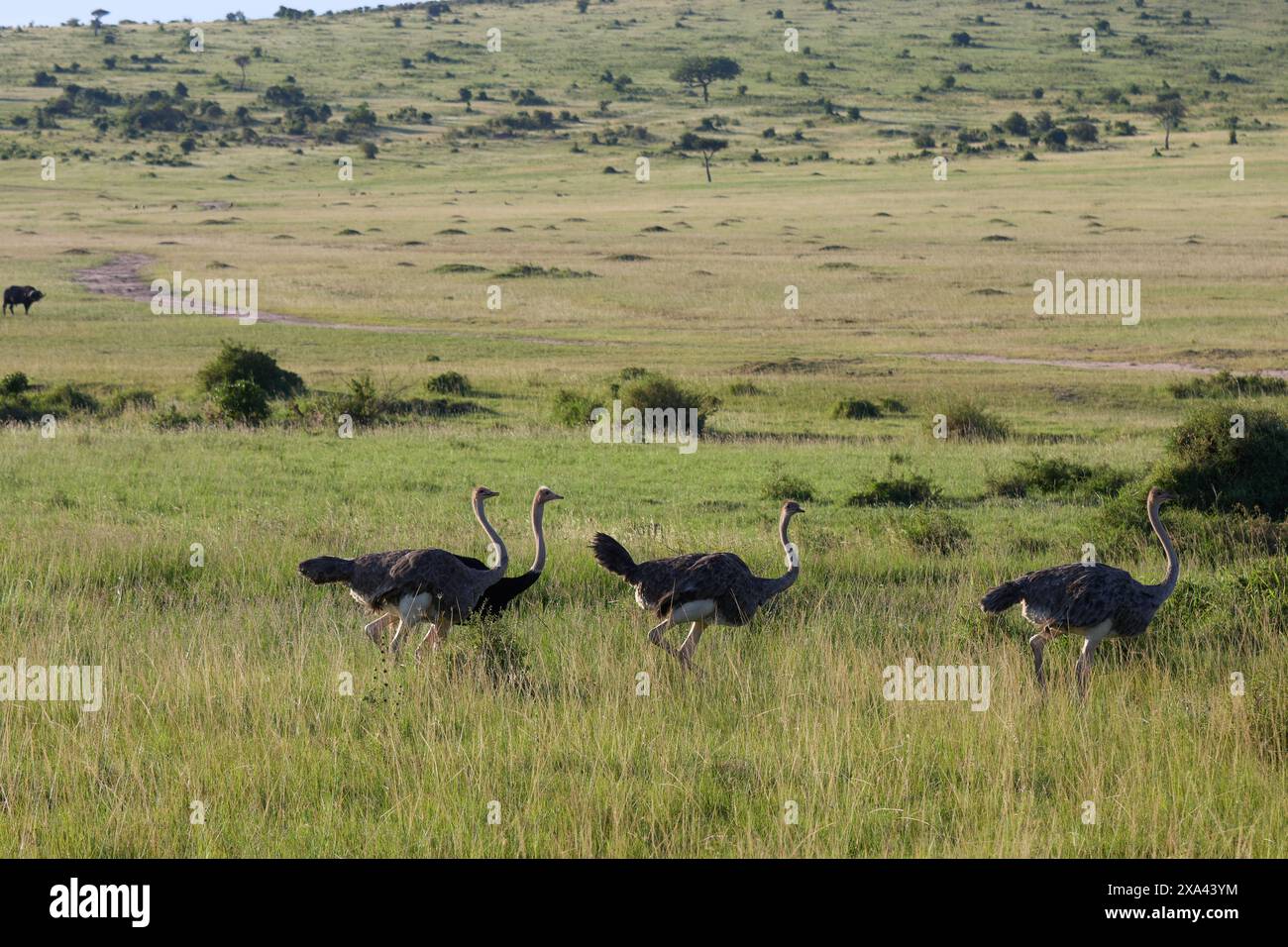 Safari life hi-res stock photography and images - Alamy