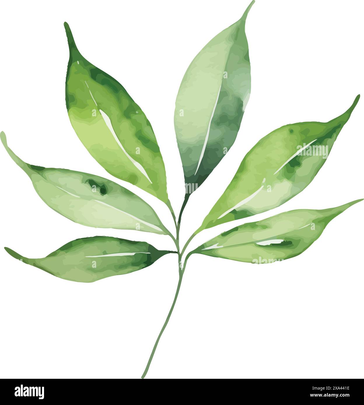 Watercolor green leaves. botanical vector isolated on white background ...