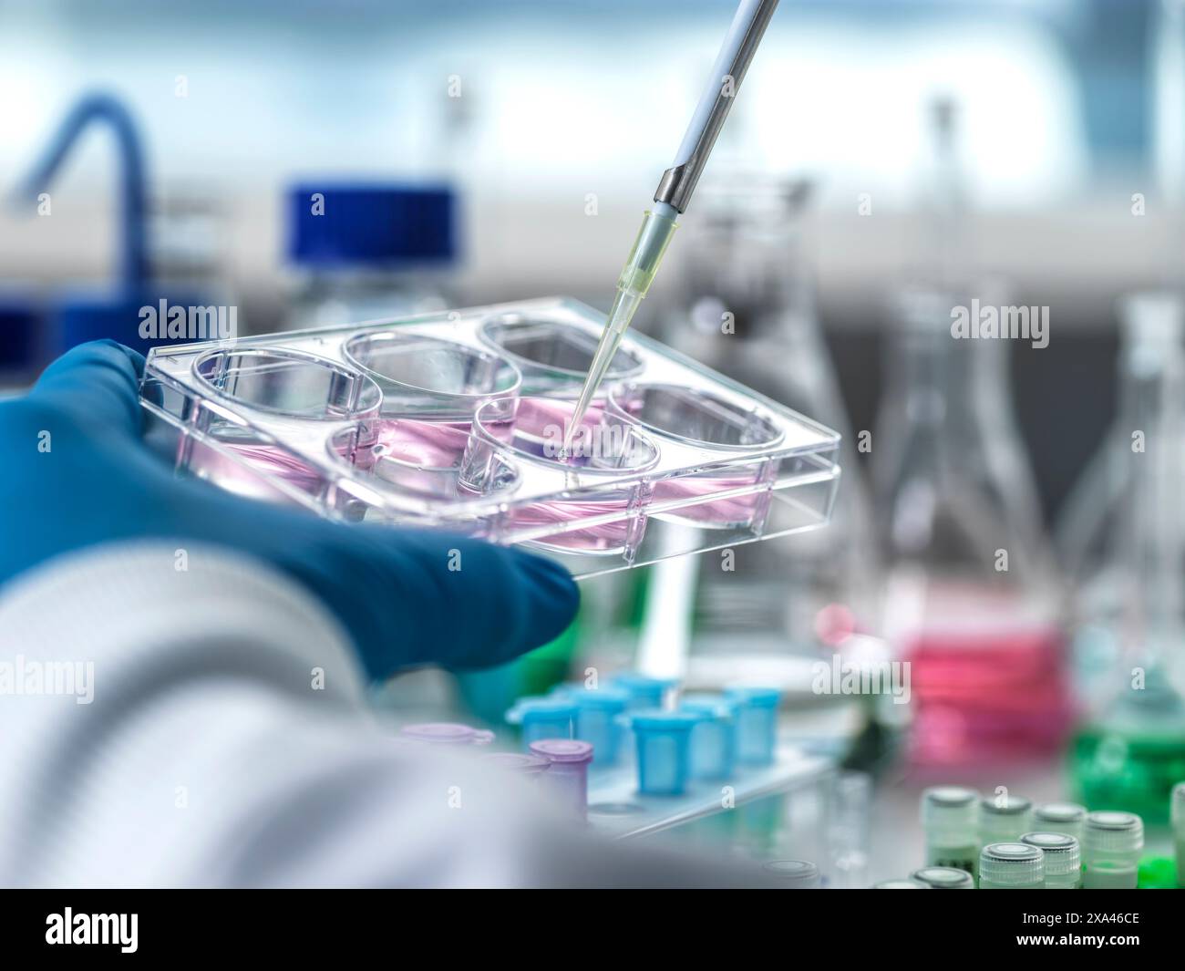 Scientist pipetting liquid into cell culture plates Stock Photo Alamy