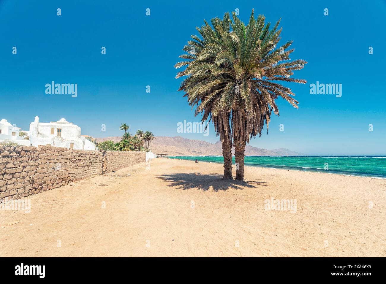 Palm tree on a sandy beach with clear blue sky Stock Photo - Alamy