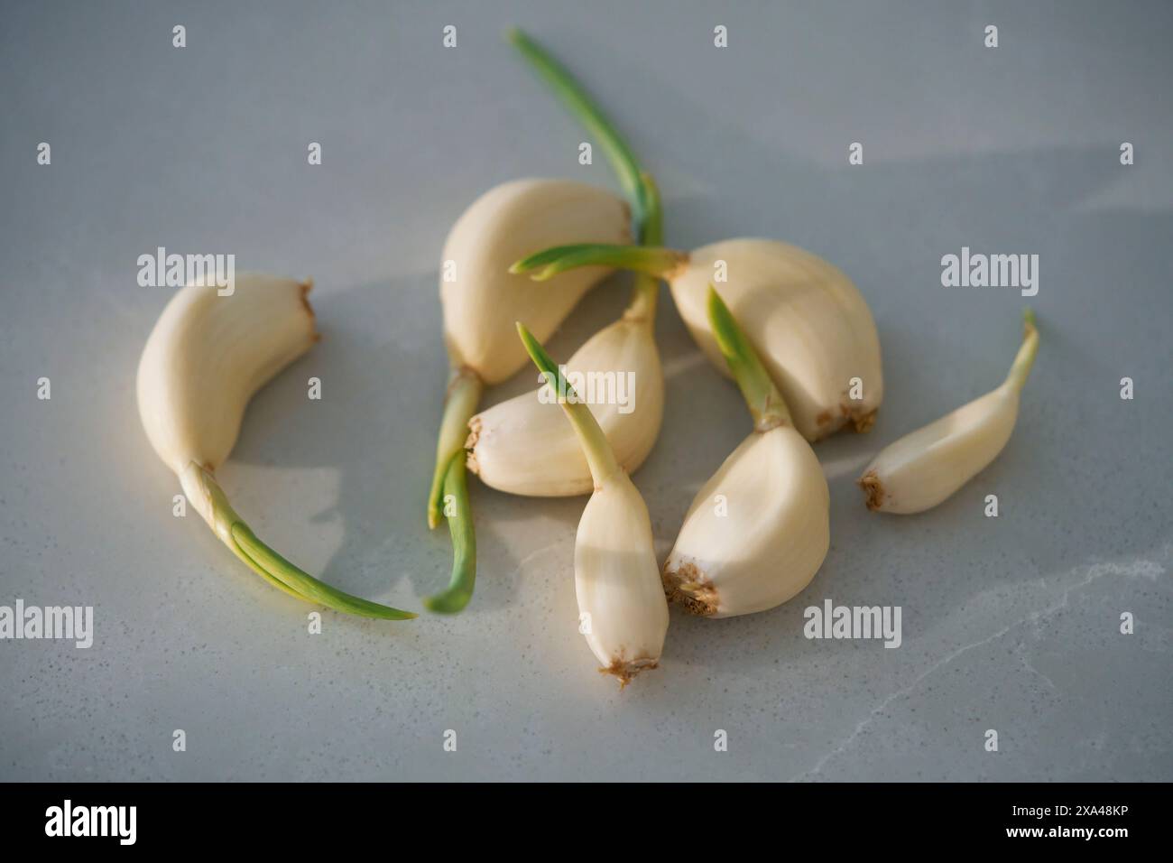 Still life close up sprouting garlic cloves on gray background Stock