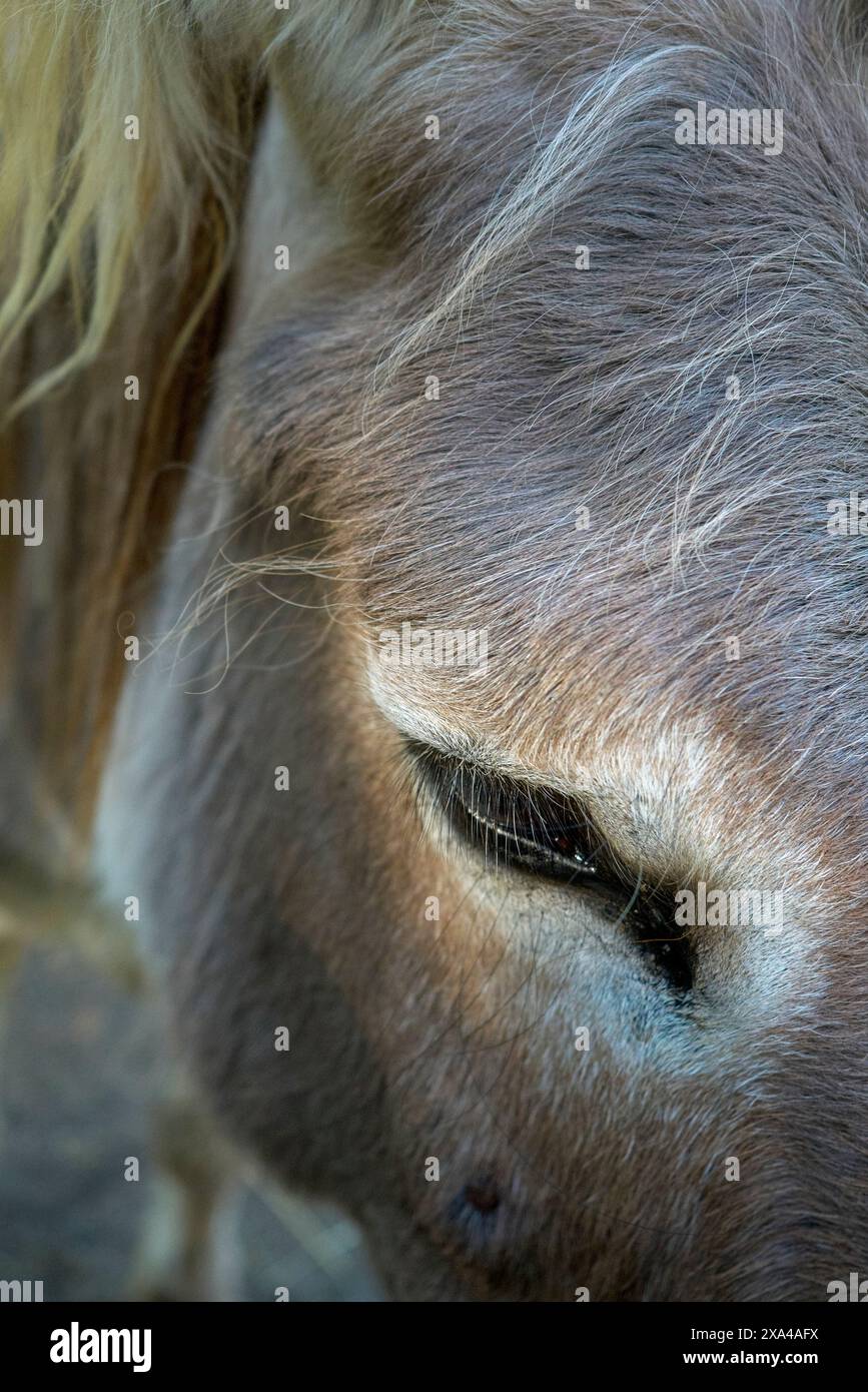 Close-up of a grey horse's face, with details like the mane, eye, and fur texture clearly visible. Stock Photo