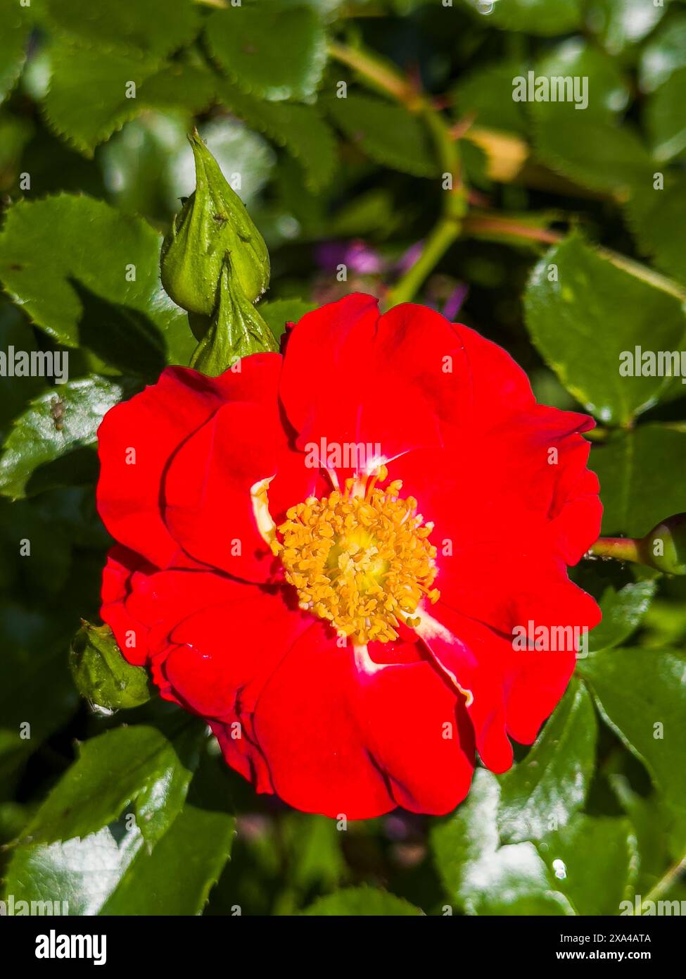 Rosa 'Salsa' blossoms in Pruhonice, Czech Republic on May 31, 2024 ...