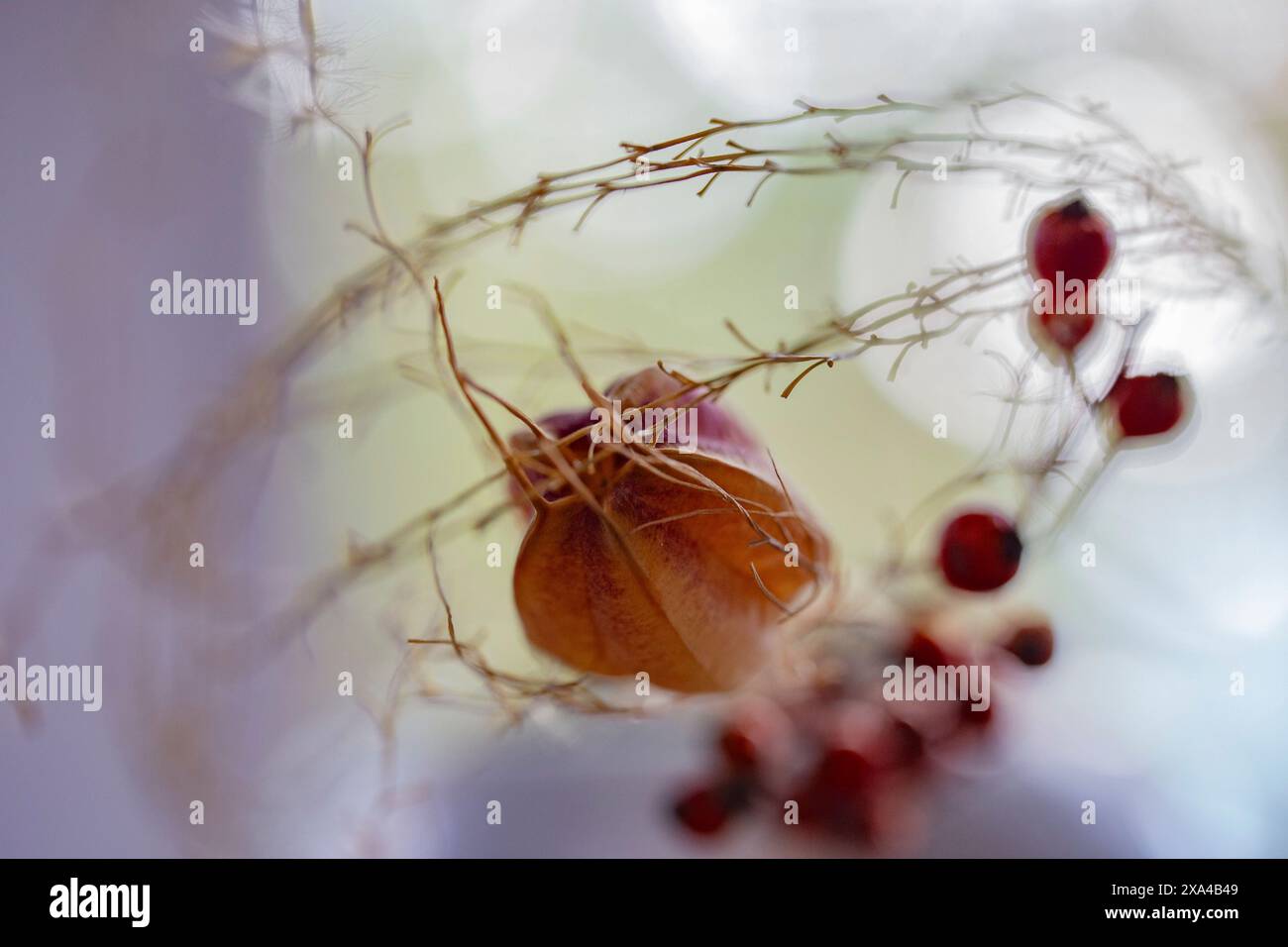 A close-up image of a dried plant with delicate branches, fine hairs, and scattered red berries against a softly blurred background. Stock Photo