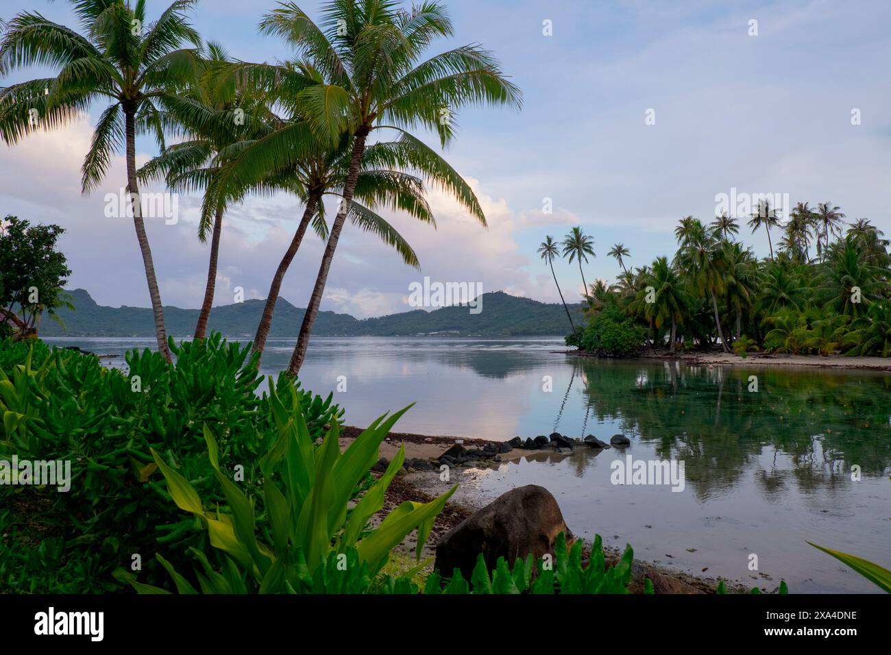 A tranquil tropical beach scene with palm trees framing a calm bay, reflecting the sky at dusk. Stock Photo