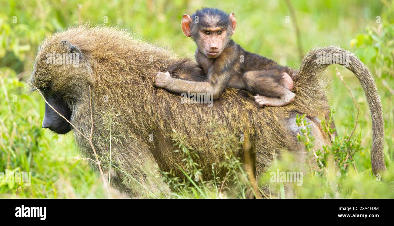 Baboon baby back hi-res stock photography and images - Alamy