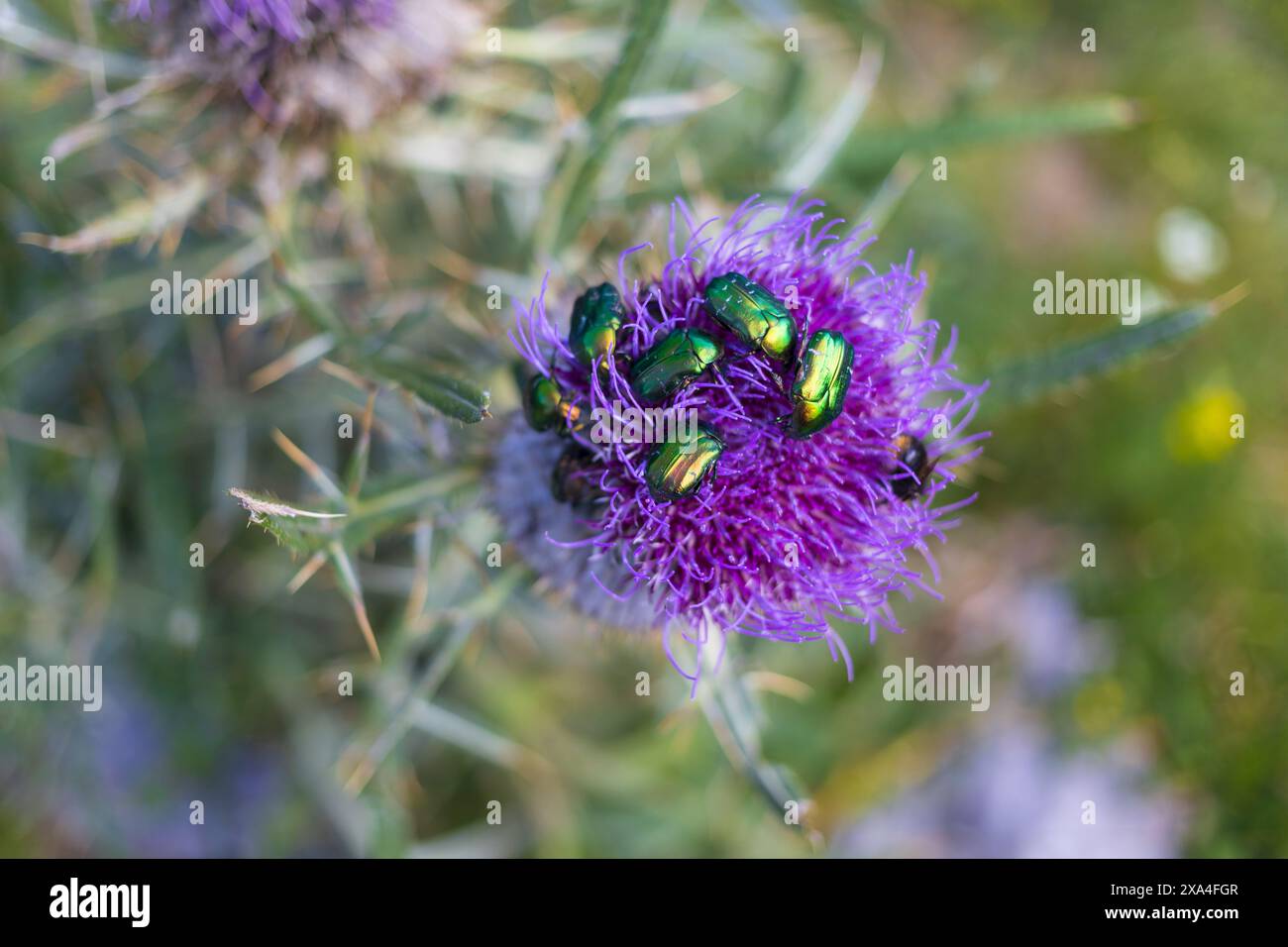 Close-up photo of a group of green rose chafer beetles sitting on purple burdock flower in Northern Velebit National park in Croatia Stock Photo