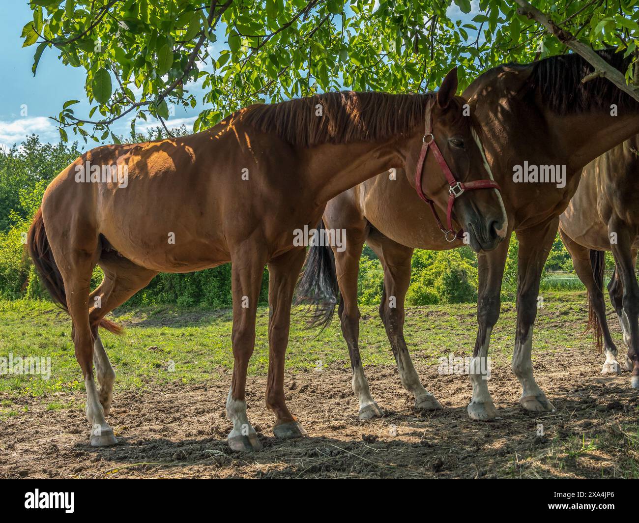 Pasturing Saddle horses pasturing on a pastureland Stock Photo - Alamy