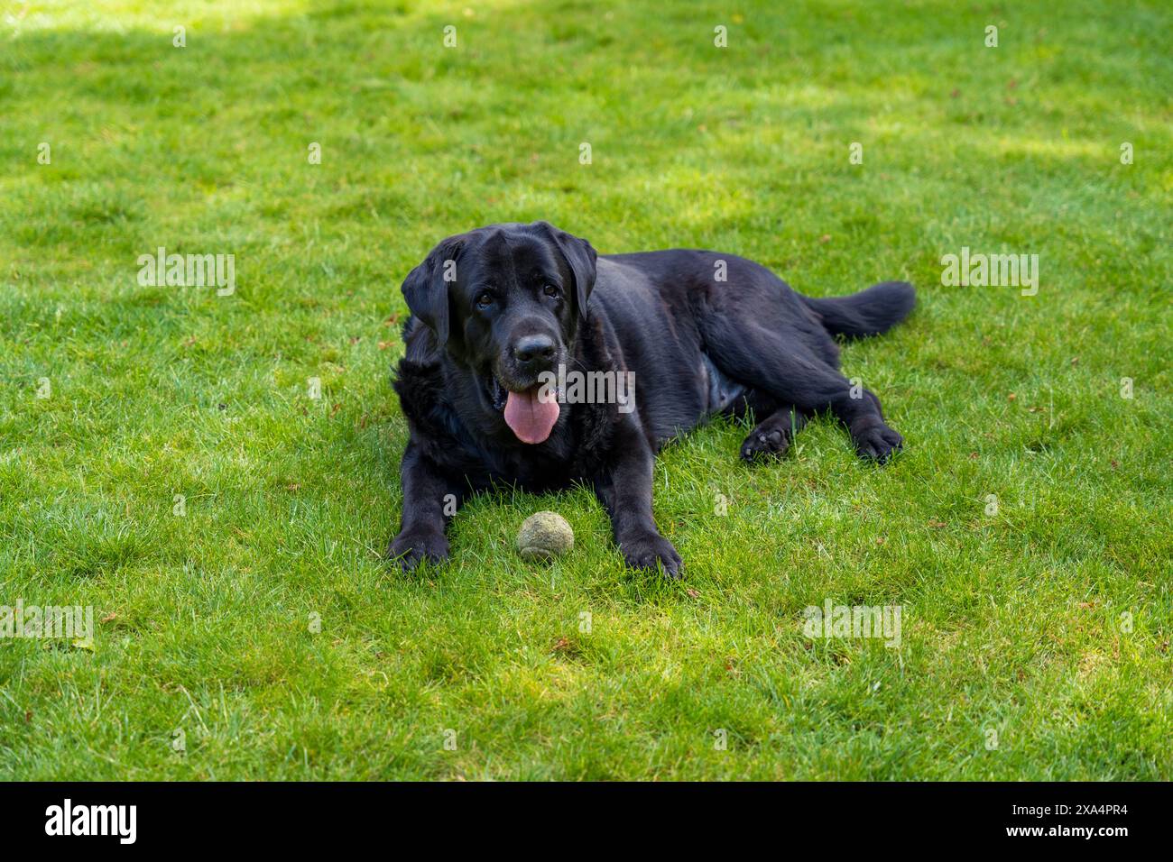 Old black labrador retriever hi-res stock photography and images - Alamy