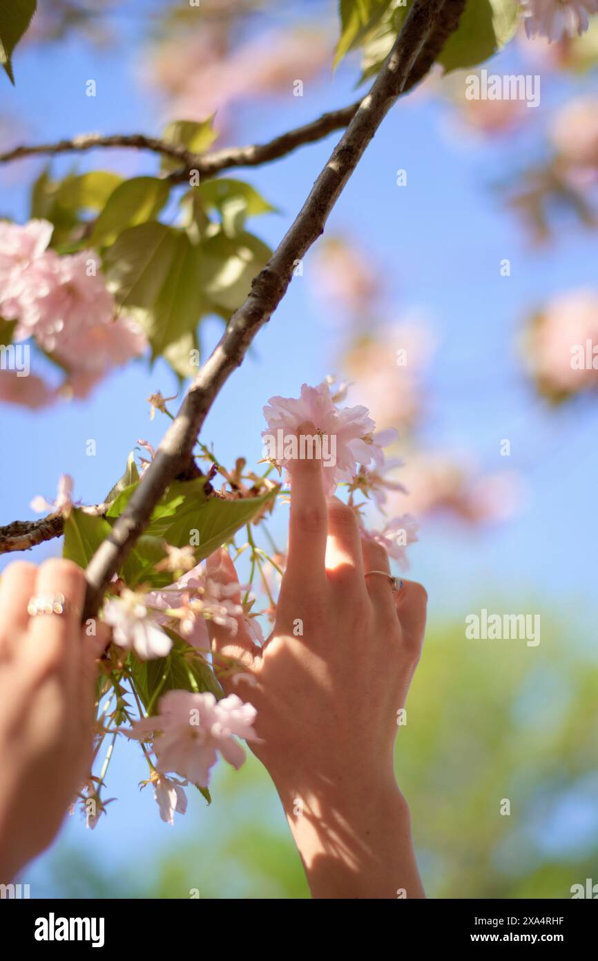 Hand touching delicate cherry blossoms against a clear blue sky Stock Photo