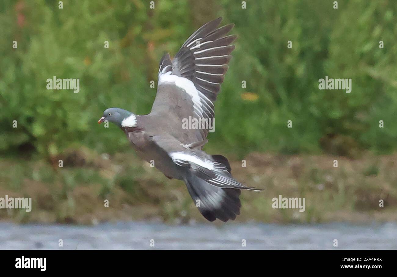 Purfleet Essex, UK. 04th June, 2024. Common Wood Pigeon in flightat ...