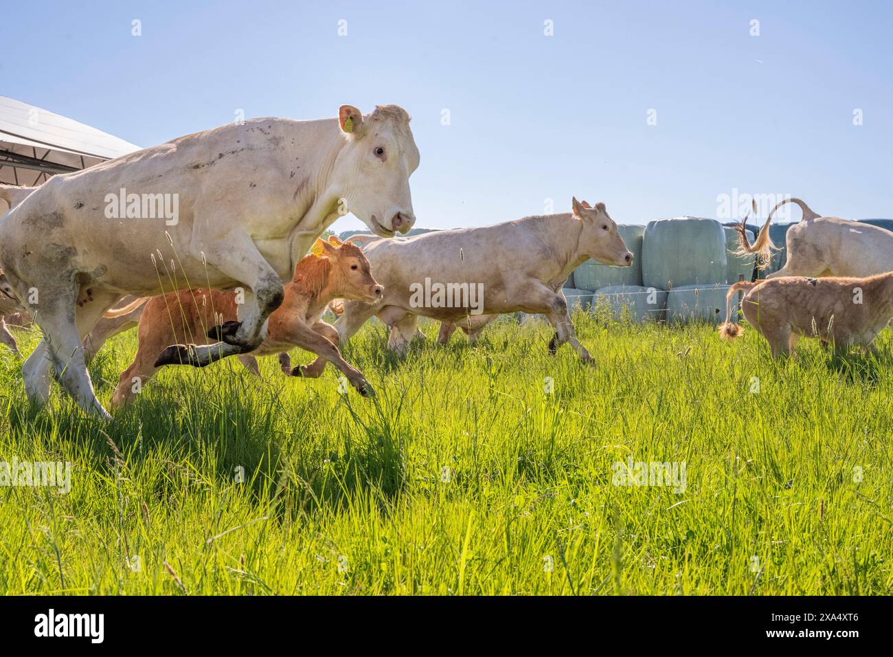 Cows and a calf frolicking in a lush green field on a sunny day with a ...