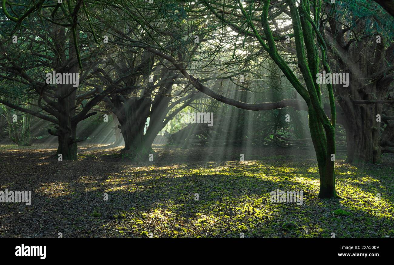 Enchanting glow hi-res stock photography and images - Alamy