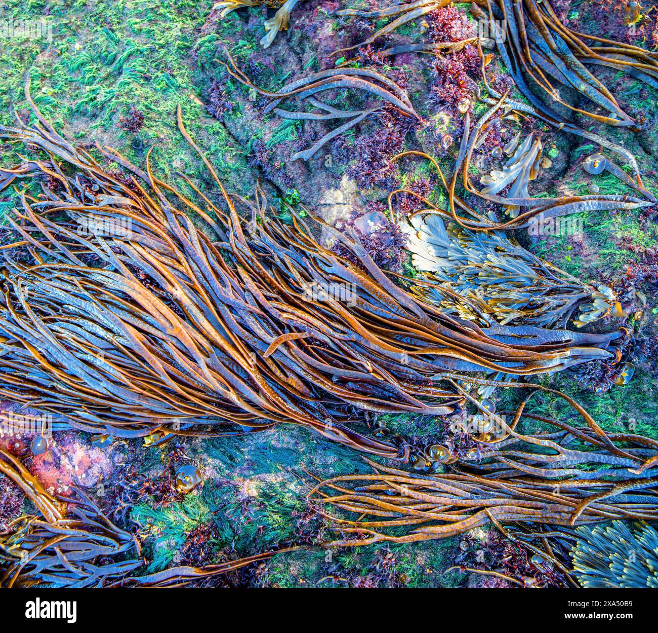 Vibrant marine ecosystem with seaweed and marine flora on a rocky underwater surface. Stock Photo