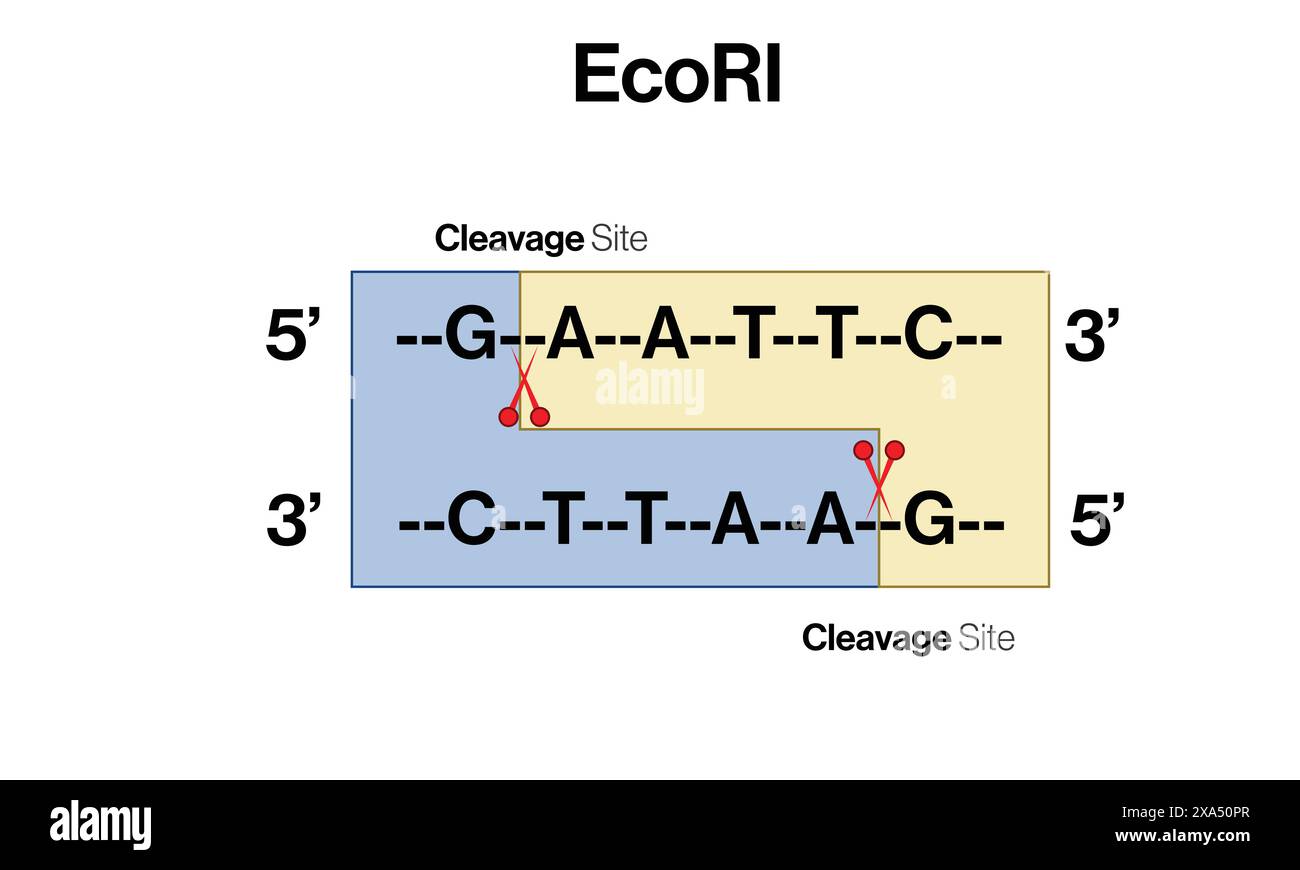 Detailed Vector Illustration of EcoR1 Restriction Enzyme Action on DNA Sequence for Molecular Biology and Genetic Engineering on White Background. Stock Vector