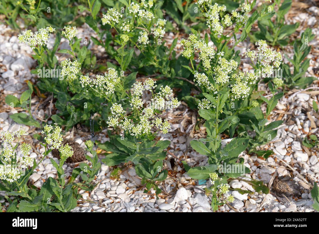 Pfeilkresse, Gewöhnliche Pfeilkresse, Pfeil-Kresse, Herzkresse, Türkische Kresse, Lepidium draba, Cardaria draba, Hoary Cress, Whitetop, Thanet cress, Stock Photo