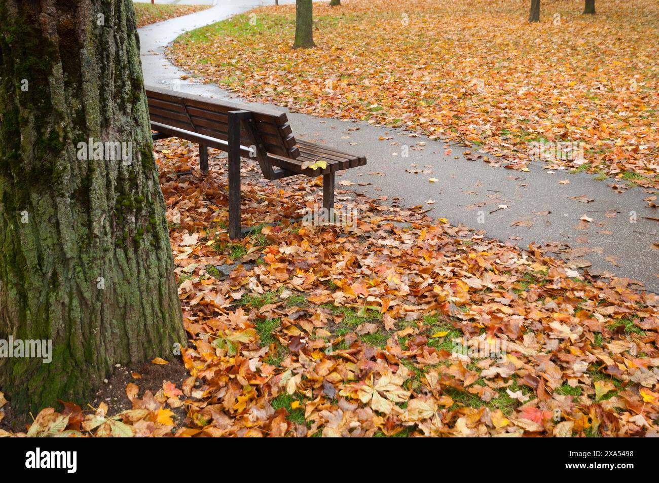 A scenic view of maple leaves in the park near a bench in a park in Germany Stock Photo