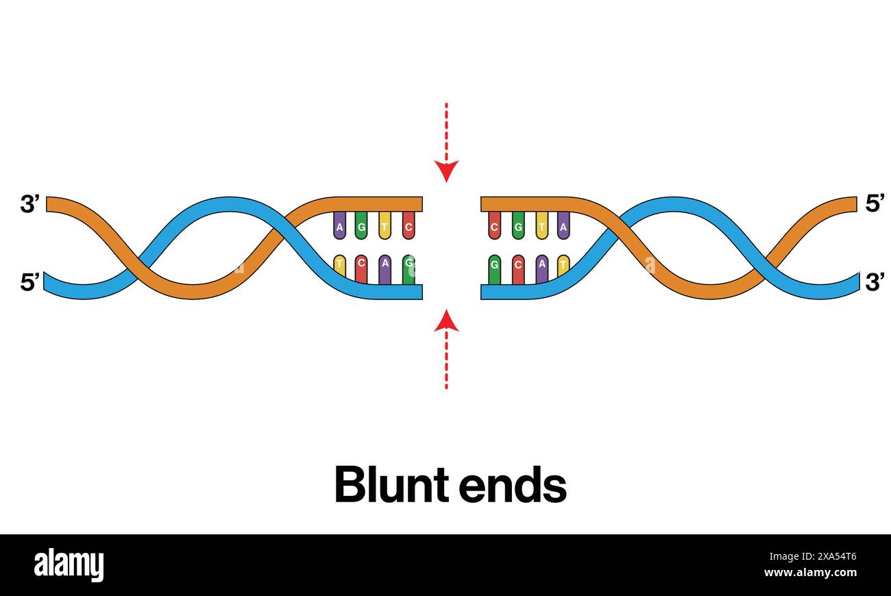 Dna digestion process hi res stock photography and images alamy