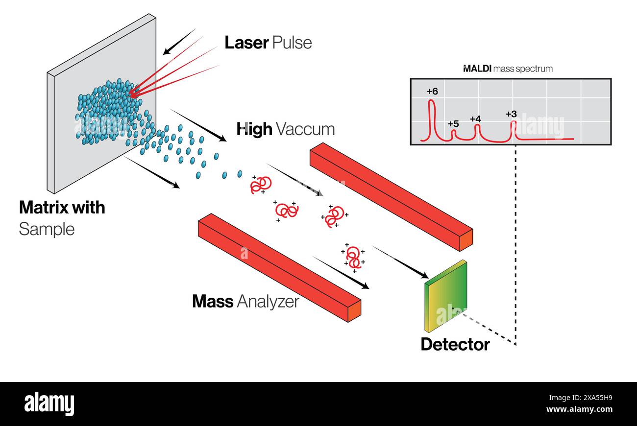 Maldi process vector hi-res stock photography and images - Alamy