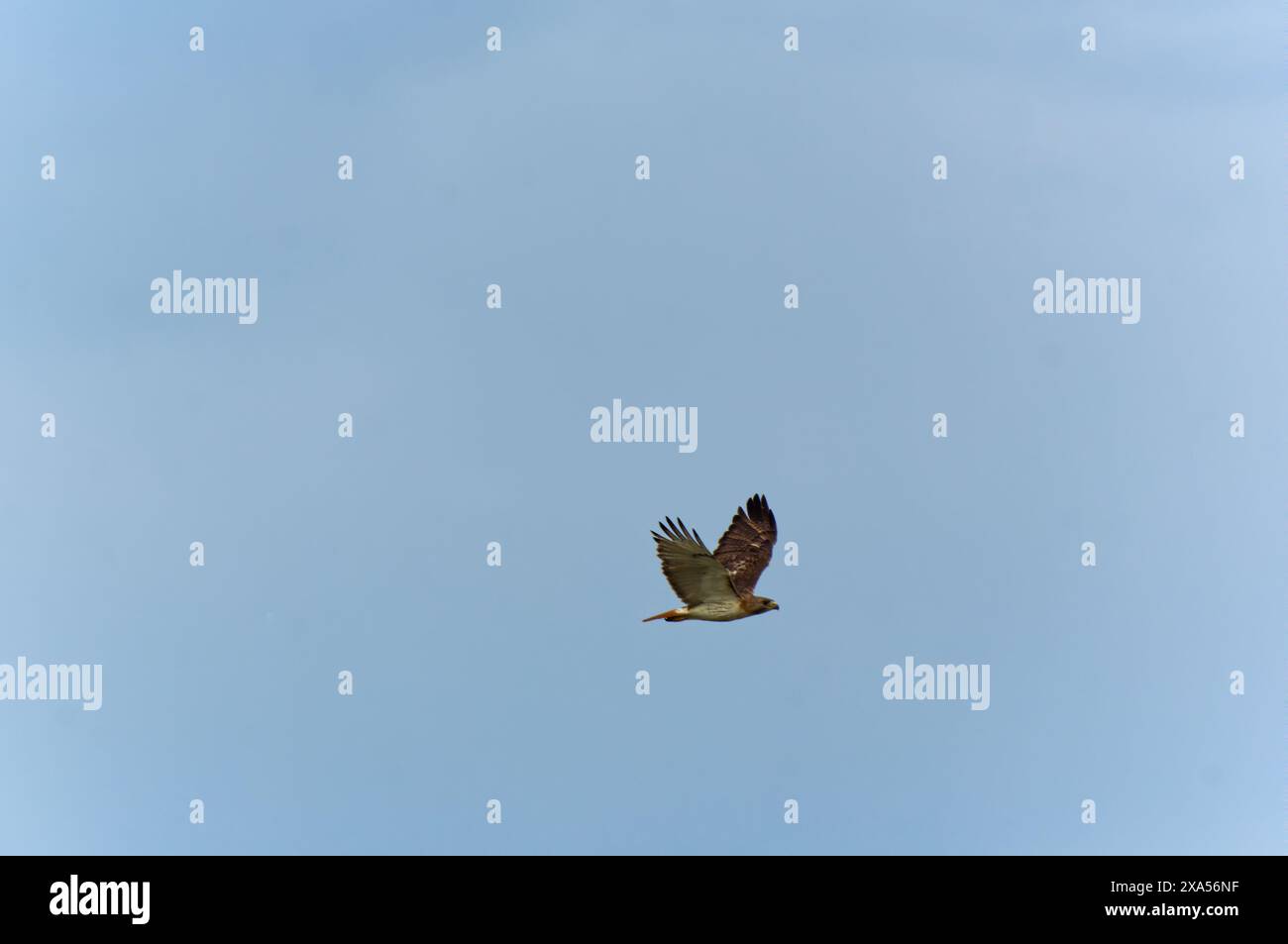 A Red Tail Hawk flying across clear blue sky Stock Photo