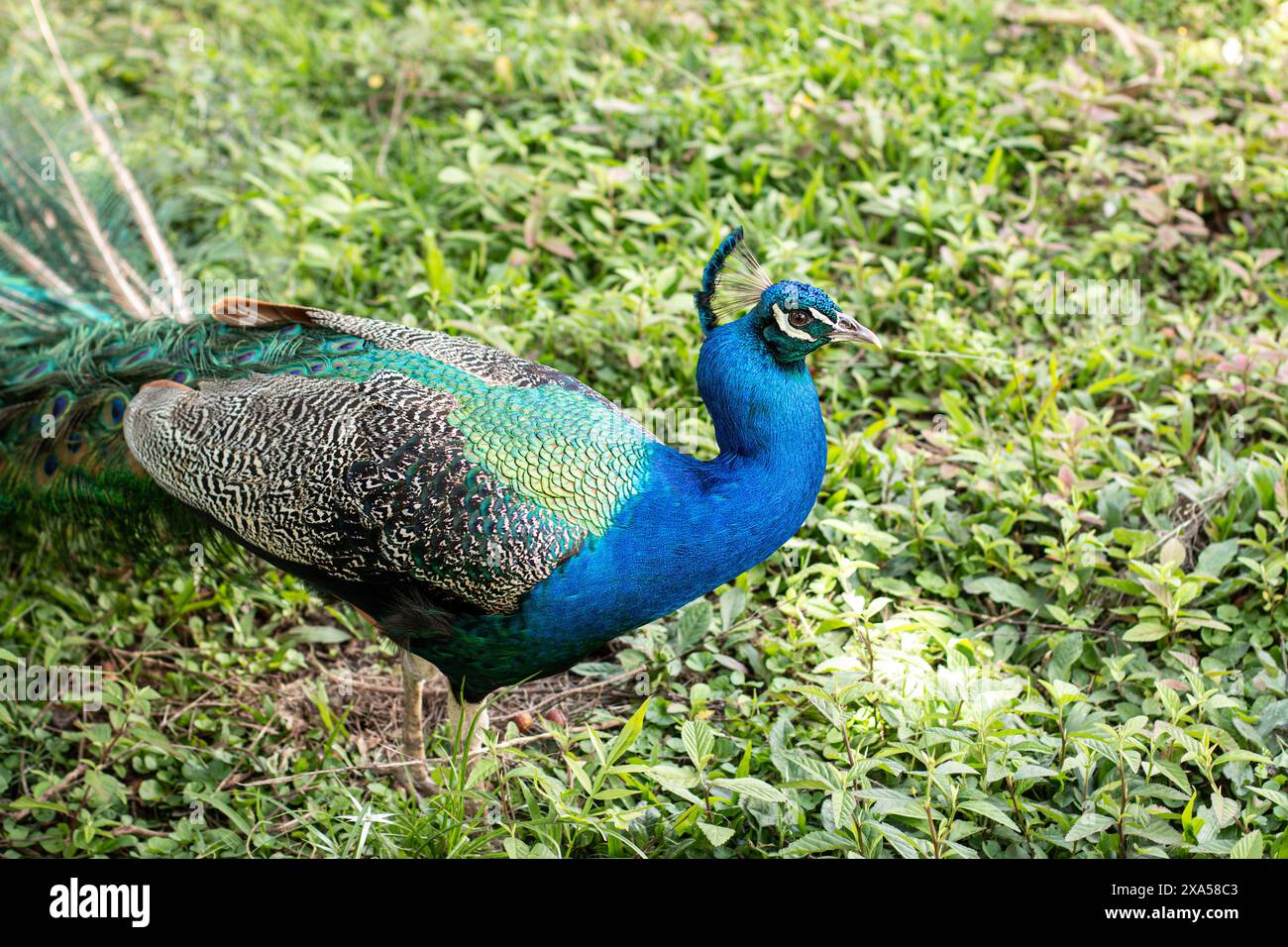 male blue peacock walks on the grass Stock Photo - Alamy