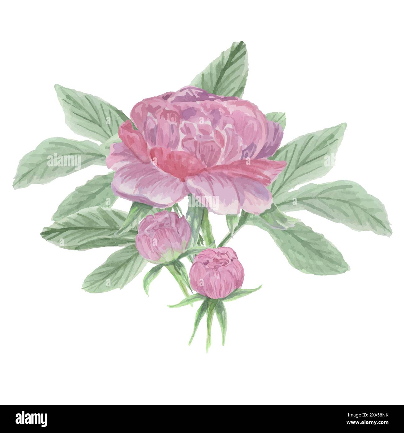 Watercolor vector hand painting illustration of peony flowers and green ...