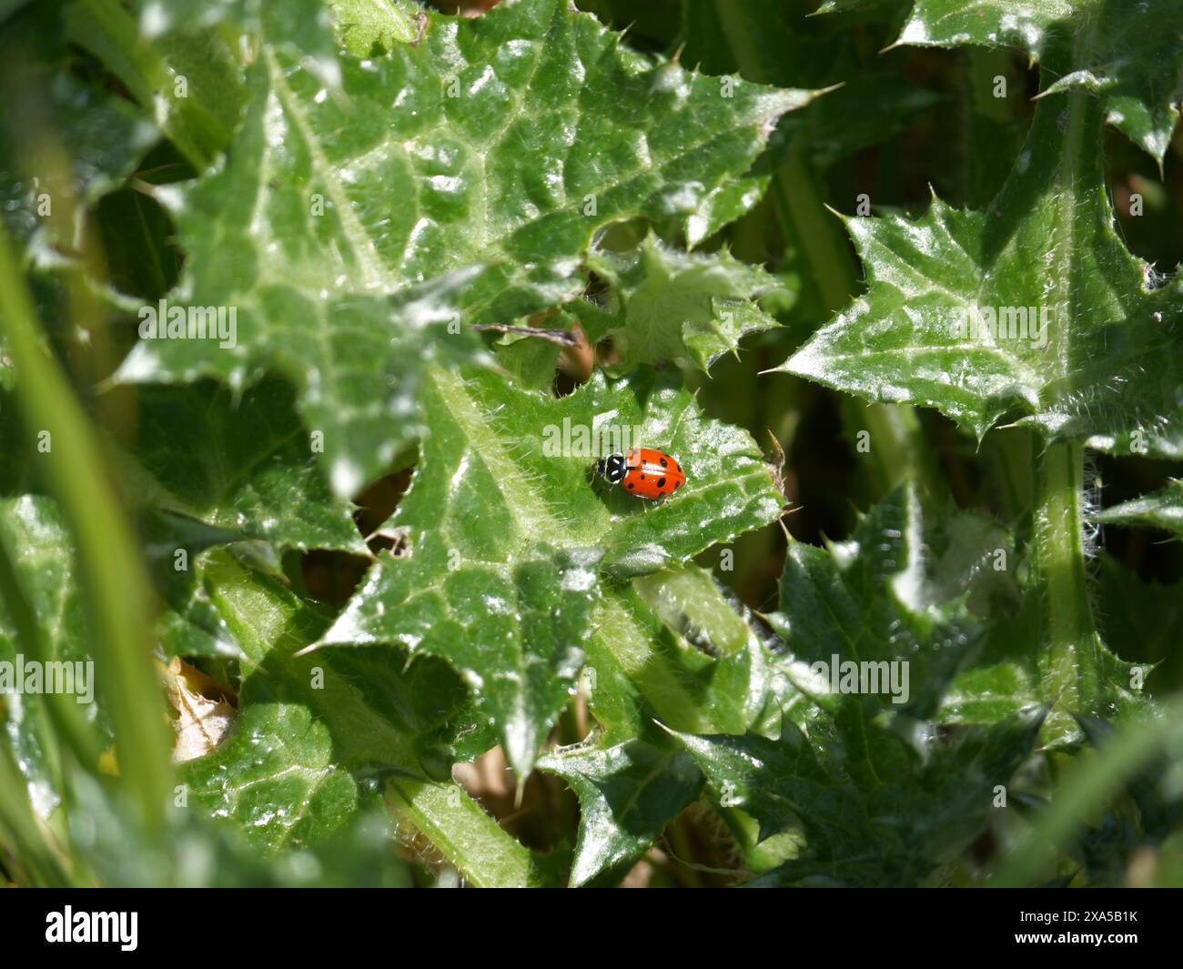 A lone ladybug on green plant Stock Photo