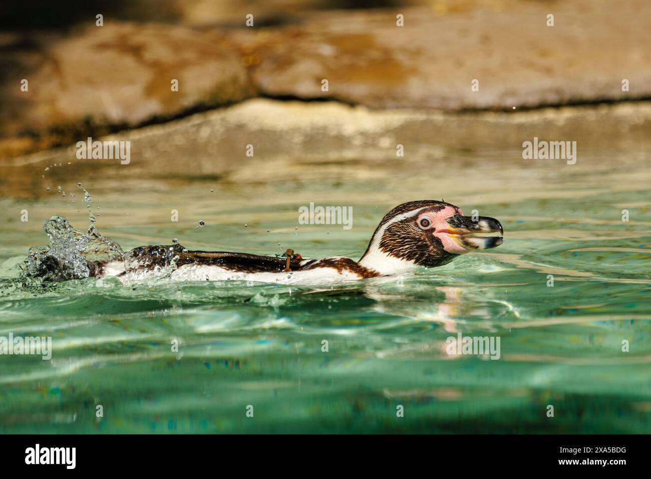 A penguin swimming in the water Stock Photo - Alamy