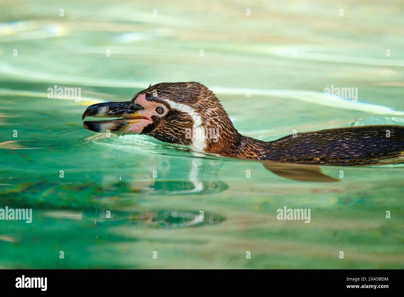 A penguin swimming in the water Stock Photo - Alamy