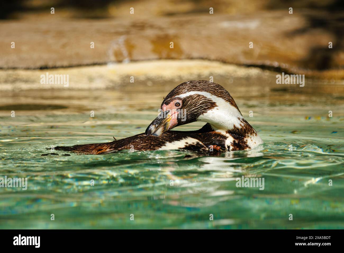 A penguin swimming in the water Stock Photo - Alamy