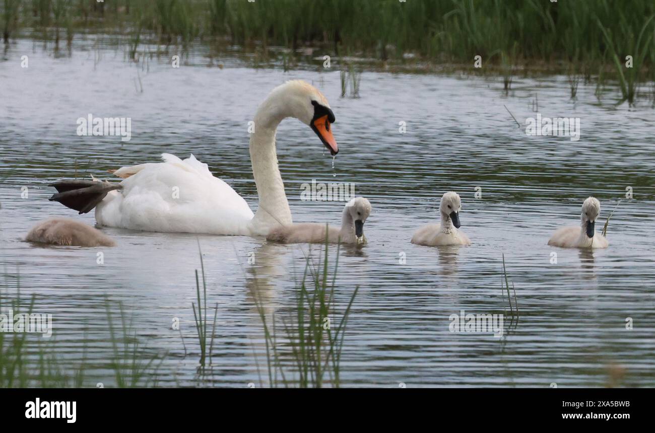 Mute Swan with in water at RSPB Rainham Marshes Nature Reserve