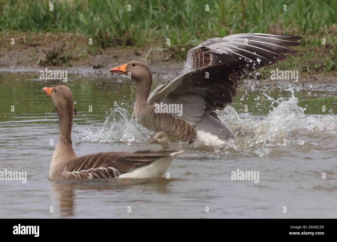 Goose Uk Rspb Purfleet Essex, UK. 04th June, 2024. Greylag Goose in water at RSPB ...