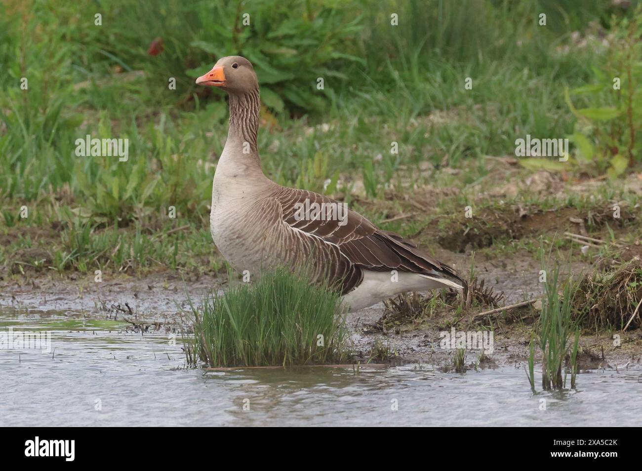 Goose Uk Rspb Purfleet Essex, UK. 04th June, 2024. Greylag Goose in water at RSPB ...